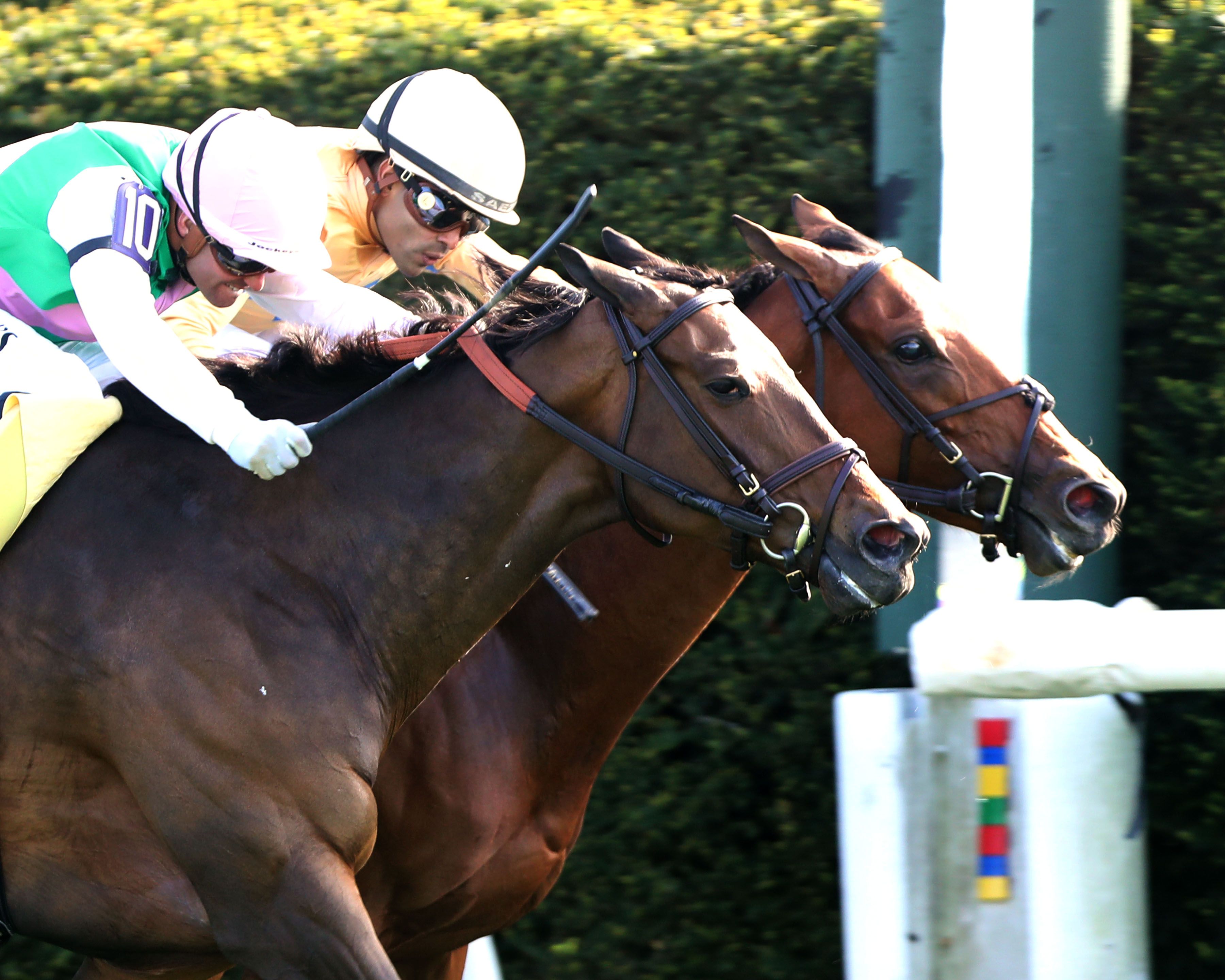 Expensive Queen (rail) and Segesta dead-heat in the Jenny Wiley
