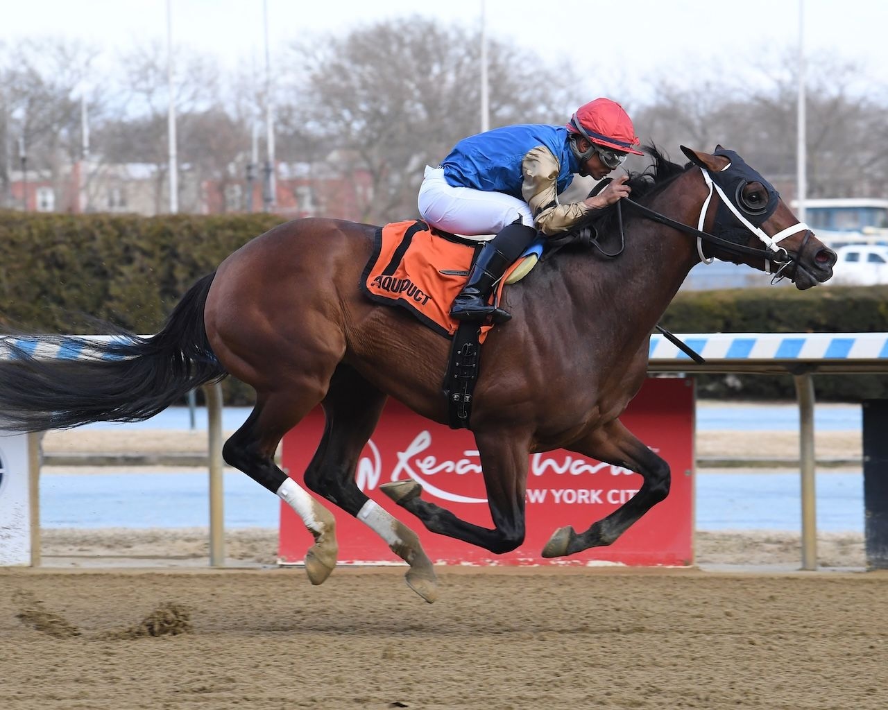 Flood Zone winning the Gotham (G3) at Aqueduct (Photo by Coglianese Photos/Janet Garaguso)