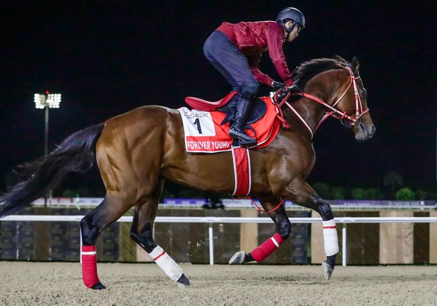 Forever Young training at Meydan for the 2026 Dubai World Cup (G1)