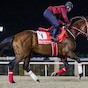 Forever Young among hot favorites on Dubai World Cup card