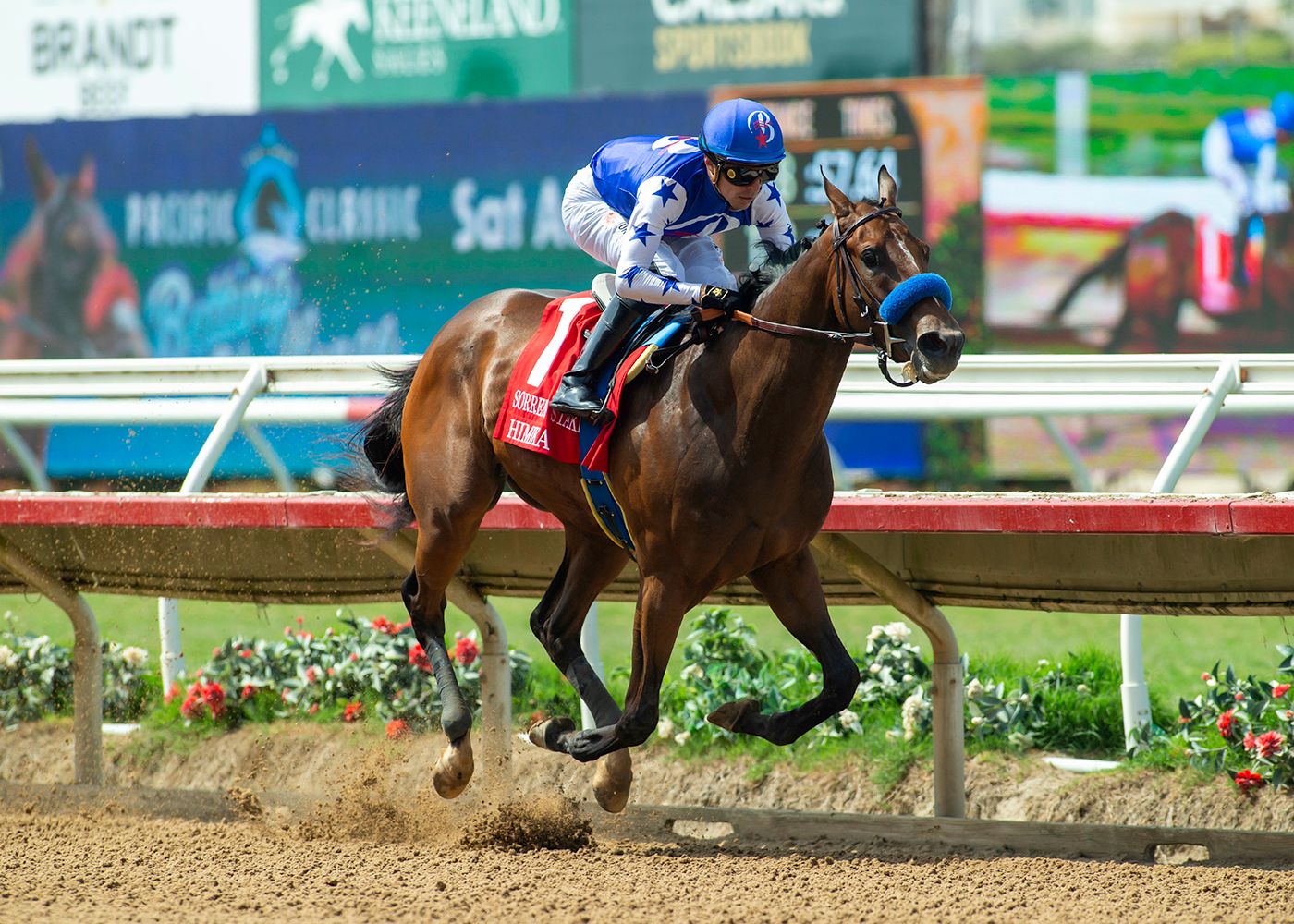 Himika dominated the Sorrento