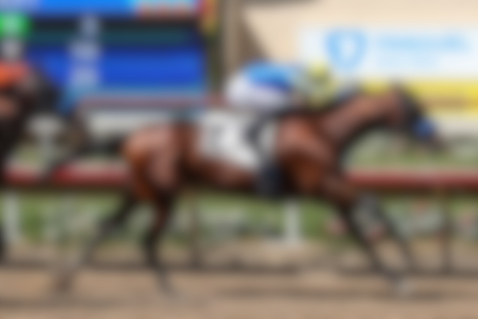 Litmus Test (Photo by Horsephotos.com)