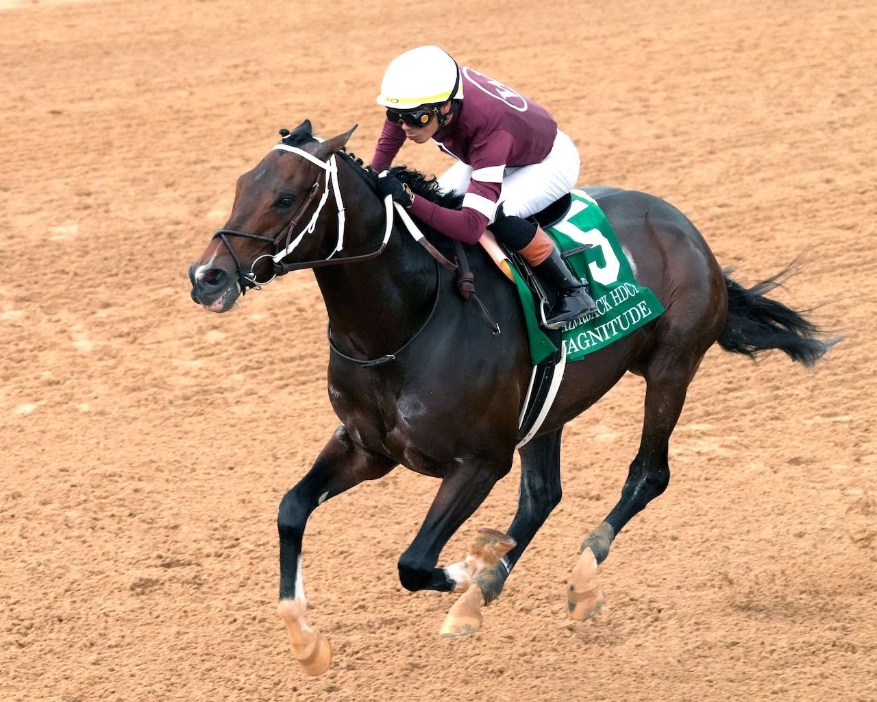 Magnitude wins the Razorback Handicap at Oaklawn Park. 