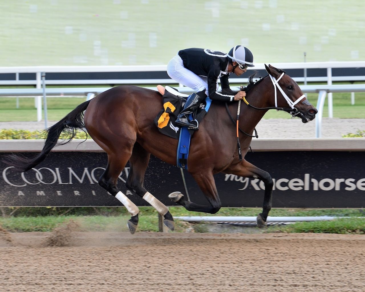 My Miss Mo draws widest in Black-Eyed Susan at Laurel