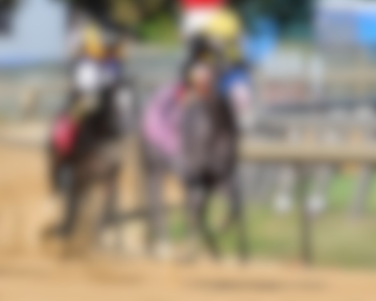 Napoleon Solo wins the Champagne Stakes at Aqueduct. 