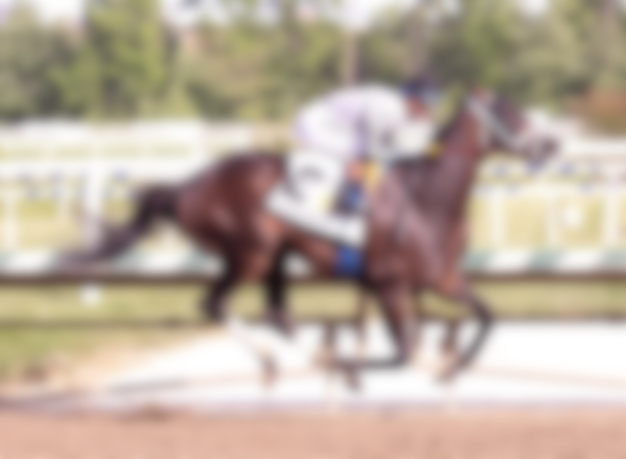 Navajo Warrior wins the Pimlico Special. 
