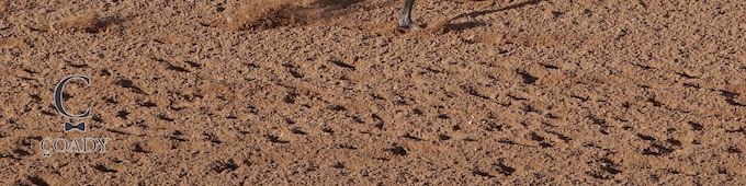 Pavlovian, Bottle of Rouge prevail in Sunland Derby, Oaks