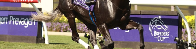 Shisospicy blitzes rivals in Breeders' Cup Turf Sprint