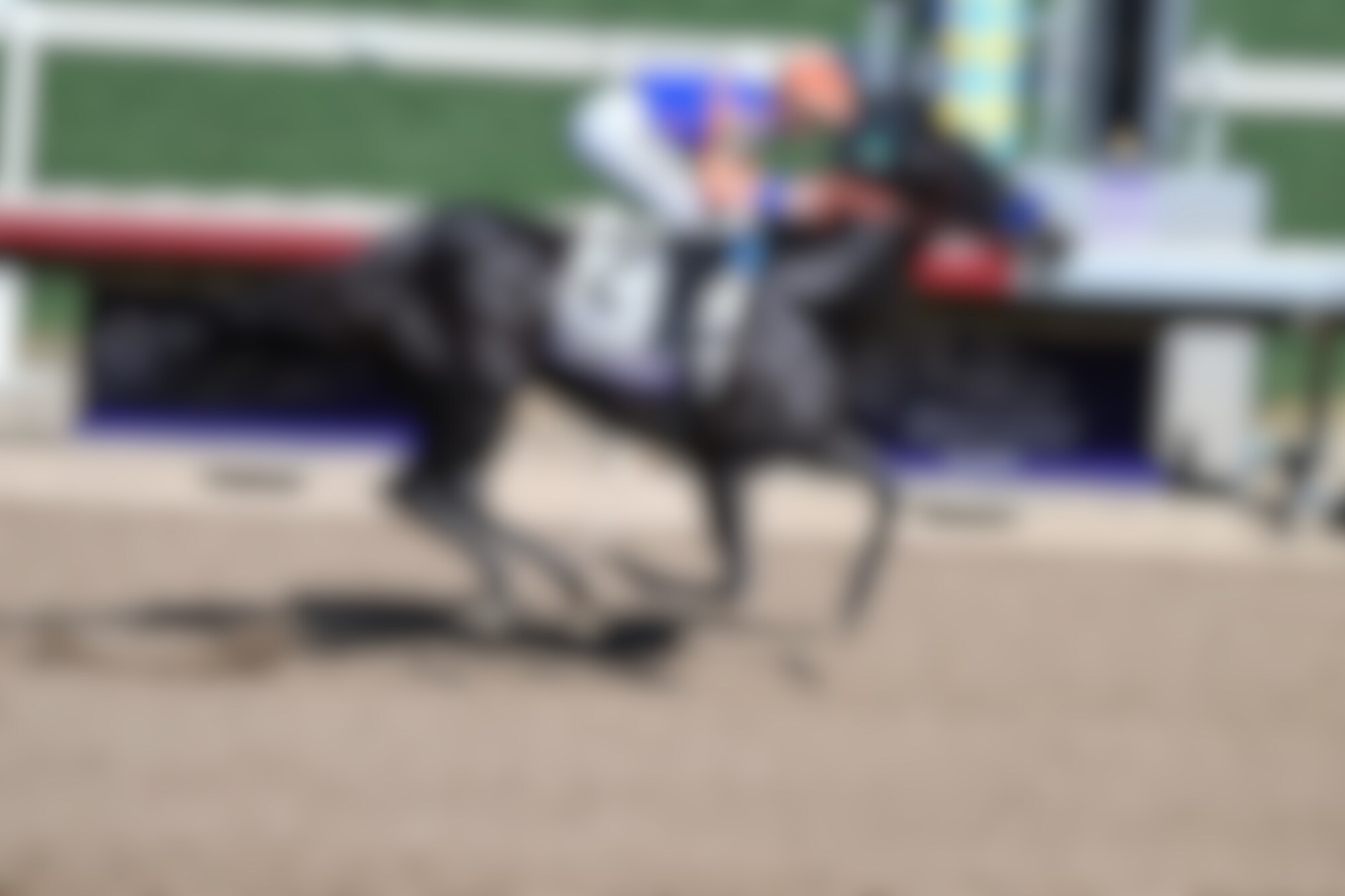 Splendora winning the Breeders' Cup Filly & Mare Sprint (G1) at Del Mar