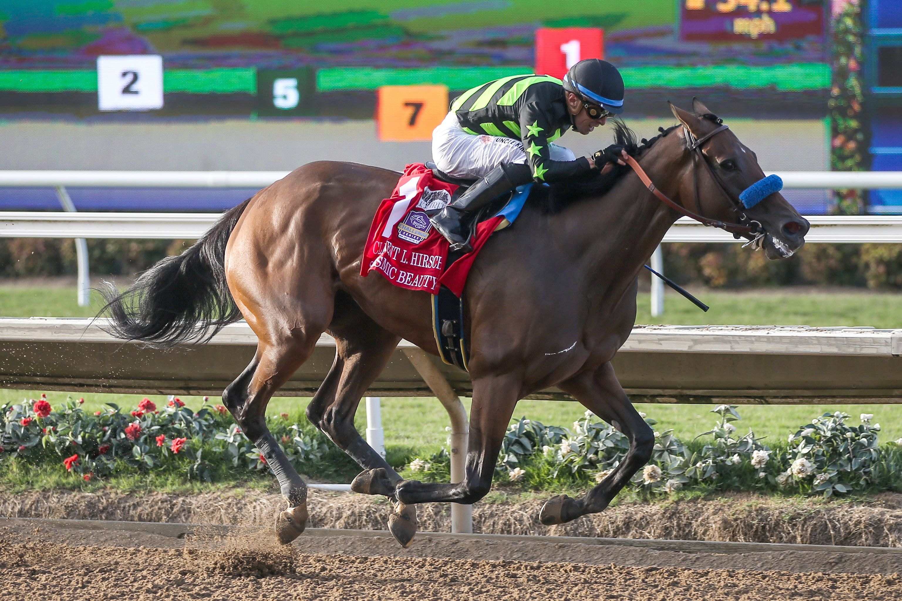 Seismic Beauty bids for Clement Hirsch repeat