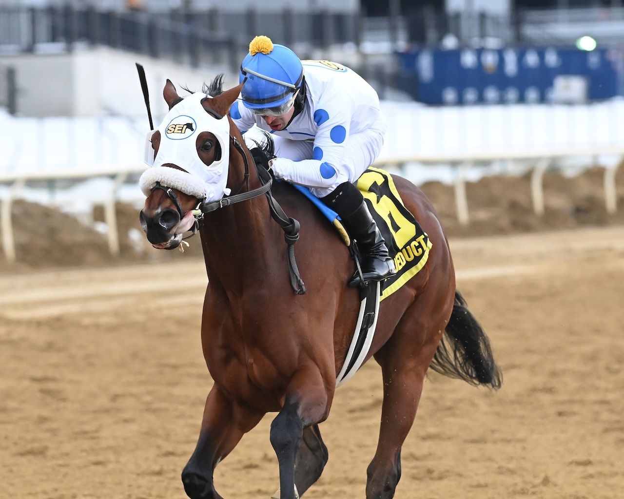 Talk to Me Jimmy wins the Withers Stakes at Aqueduct.