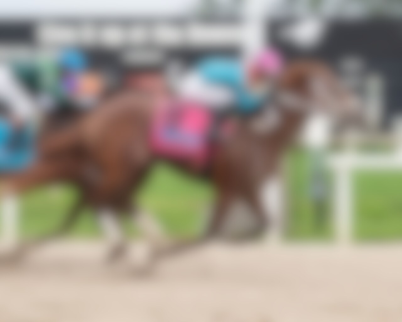 The Puma wins the Tampa Bay Derby at Tampa Bay Downs. 