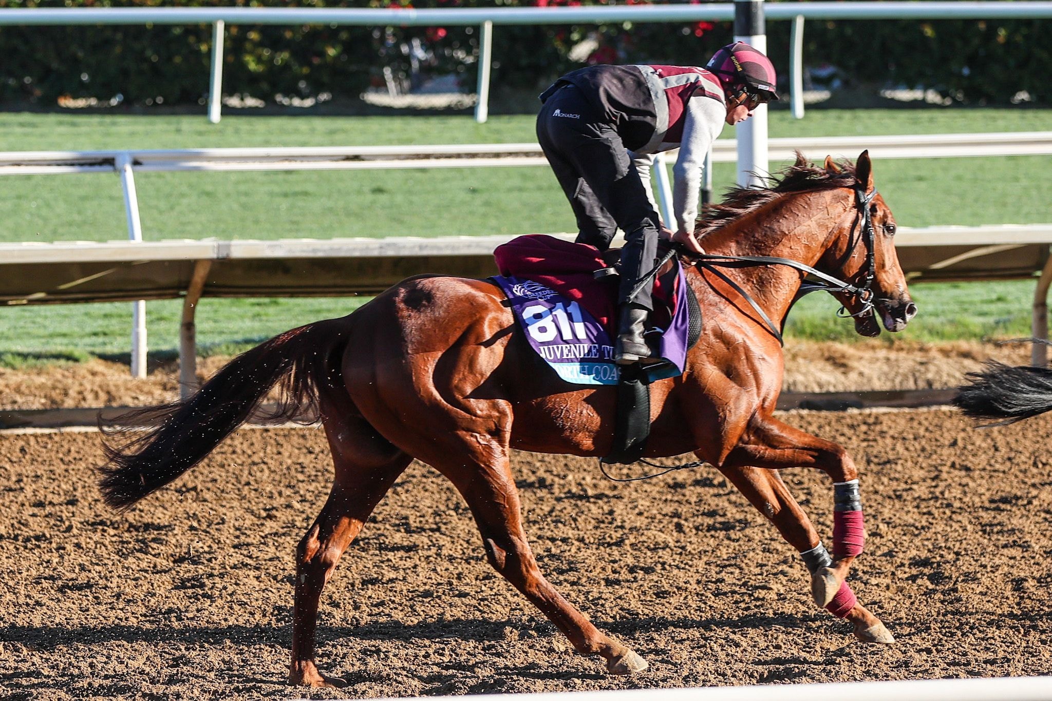 North Coast trains for the 2025 Breeders' Cup at Del Mar (Photo by Horsephotos.com)
